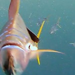 Got Bait? Mahi Madness: fish attacks video camera